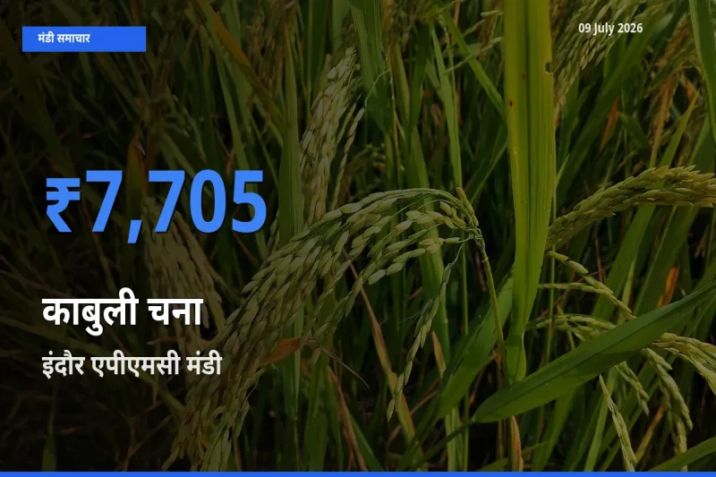 इंदौर एपीएमसी मंडी में काबुली चना ₹7,705 पर पहुँचा – आज का सर्वोच्च भाव