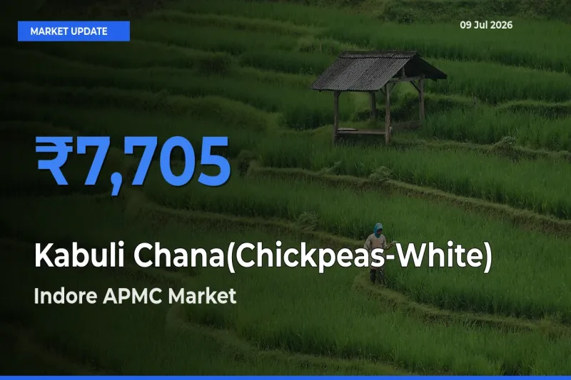 Indore APMC Emerges as Top Mandi for Kabuli Chana(Chickpeas-White) Prices Today