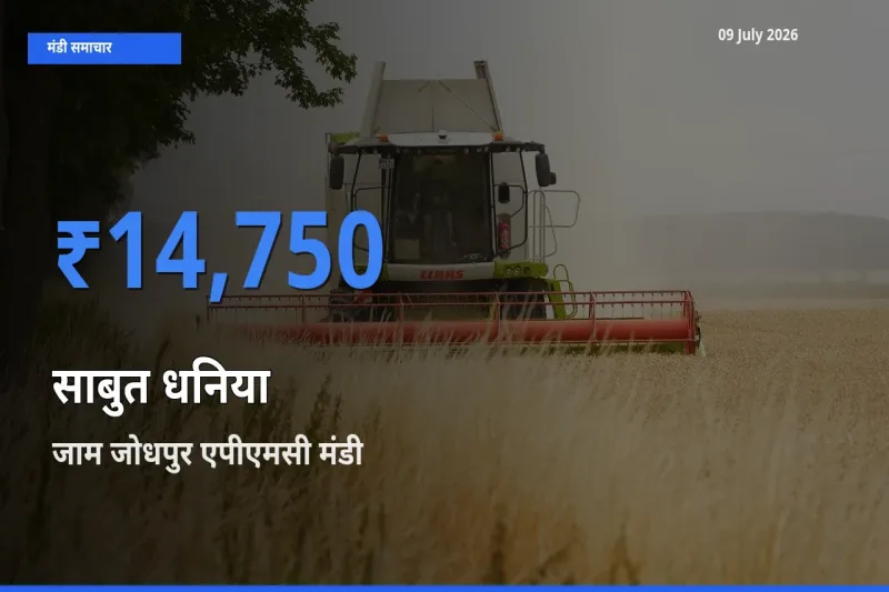 आज का मंडी भाव: साबुत धनिया के सबसे ज़्यादा दाम जाम जोधपुर एपीएमसी में