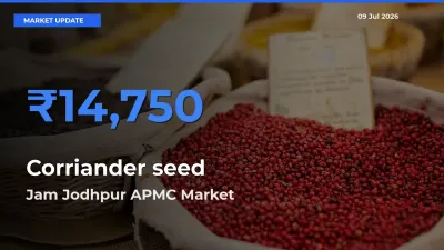 Jam Jodhpur APMC Emerges as Top Mandi for Corriander seed Prices Today