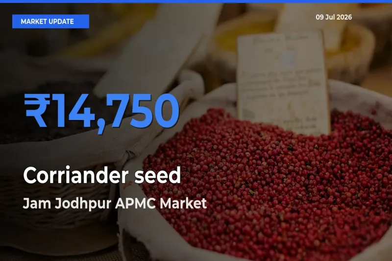 Jam Jodhpur APMC Emerges as Top Mandi for Corriander seed Prices Today