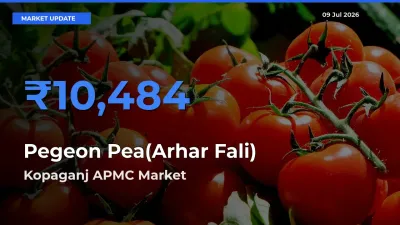 Kopaganj APMC Tops Pegeon Pea(Arhar Fali) Mandi Rates Today