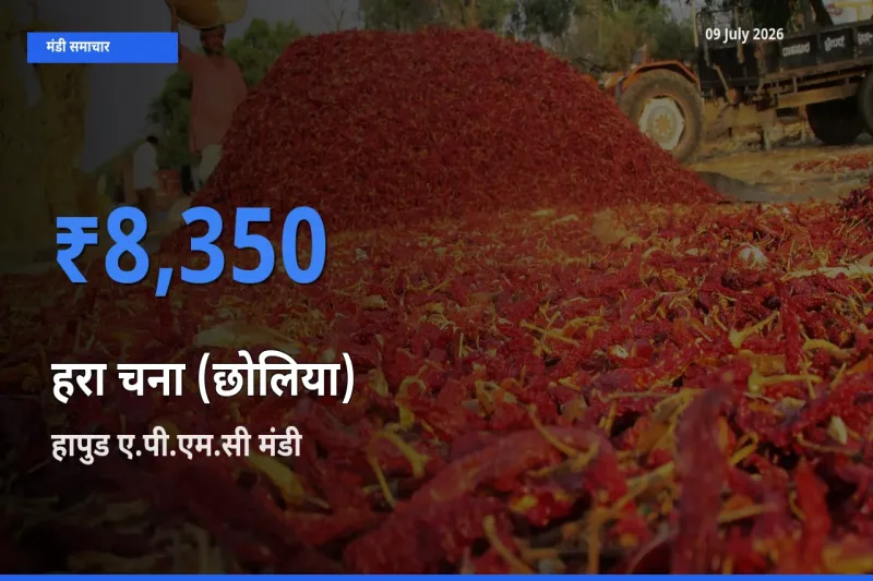 हापुड ए.पी.एम.सी में हरा चना (छोलिया) का आज सबसे ऊँचा भाव