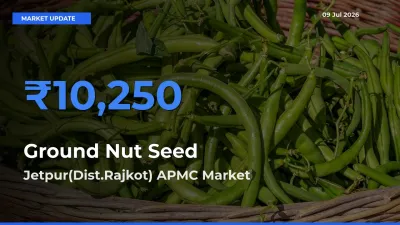 Jetpur(Dist.Rajkot) APMC Records Highest ₹10,250 Rate for Ground Nut Seed