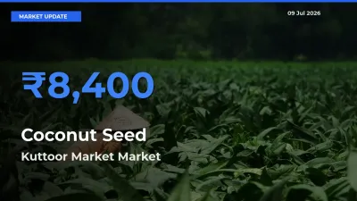 Market Watch: Kuttoor Market Becomes Top Mandi for Coconut Seed
