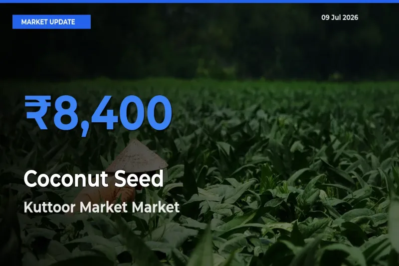Market Watch: Kuttoor Market Becomes Top Mandi for Coconut Seed