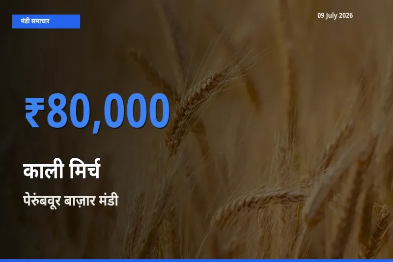 09 July अपडेट: काली मिर्च के सबसे ऊँचे दाम पेरुंबवूर बाज़ार मंडी में