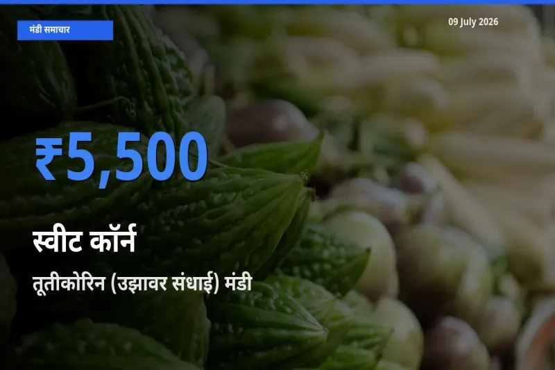 तूतीकोरिन (उझावर संधाई) मंडी में आज स्वीट कॉर्न के सबसे ऊँचे दाम दर्ज