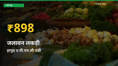 जलावन लकड़ी के दामों ने बनाया नया रिकॉर्ड, हापुड ए.पी.एम.सी में तेज़ी