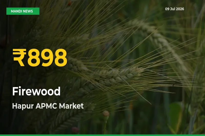 Firewood Price Rally Continues – Hapur APMC Hits Fresh High Today