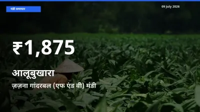 बाज़ार संकेत: आलूबुखारा के भाव ज़ज़ना गांदरबल (एफ एंड वी) में 30 दिन के निचले स्तर पर