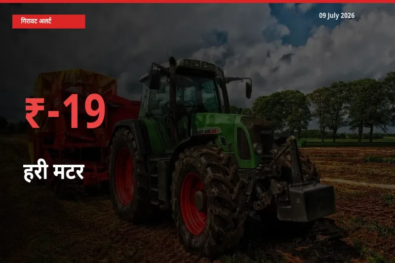 स्थानीय मंडी में हरी मटर के दाम अचानक 18.74% गिरे, किसानों की चिंता बढ़ी