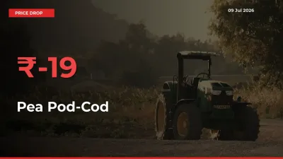 Pea Pod-Cod Falls 18.74% at Mandis