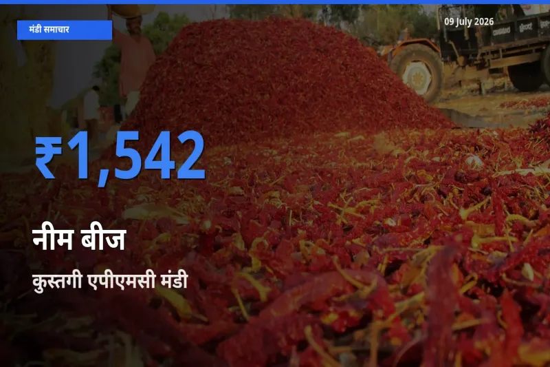 कुस्तगी एपीएमसी मंडी में आज नीम बीज के सबसे ऊँचे दाम दर्ज