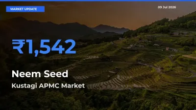Kustagi APMC Emerges as Top Mandi for Neem Seed Prices Today