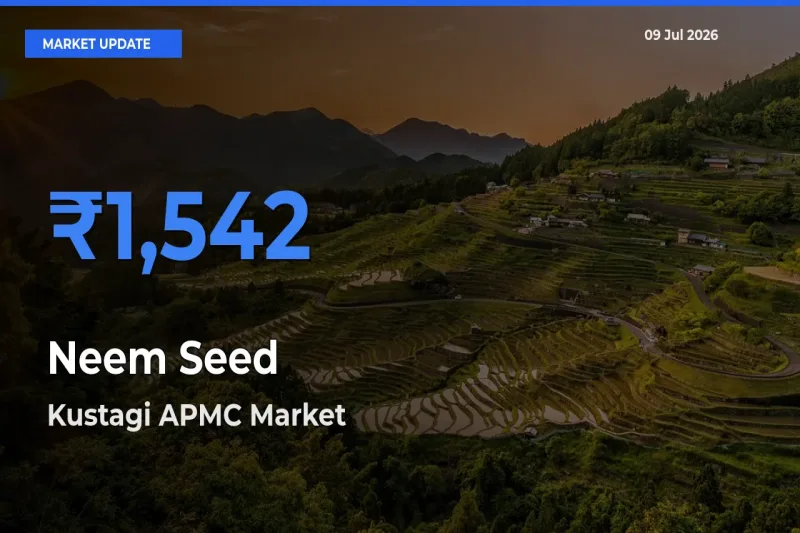 Kustagi APMC Emerges as Top Mandi for Neem Seed Prices Today