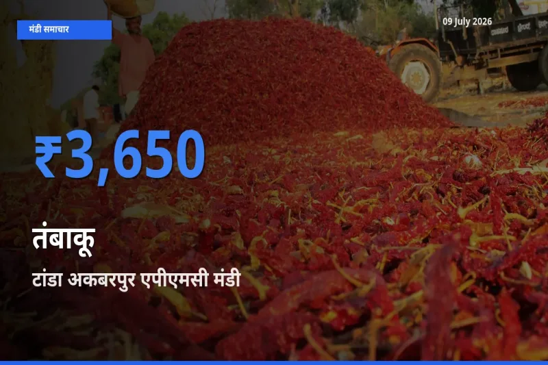 आज तंबाकू के सबसे ज़्यादा दाम टांडा अकबरपुर एपीएमसी मंडी में दर्ज