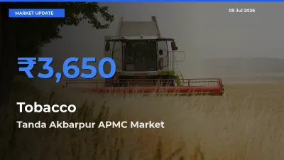 Tobacco Mandi Rate Today: Tanda Akbarpur APMC Tops the List