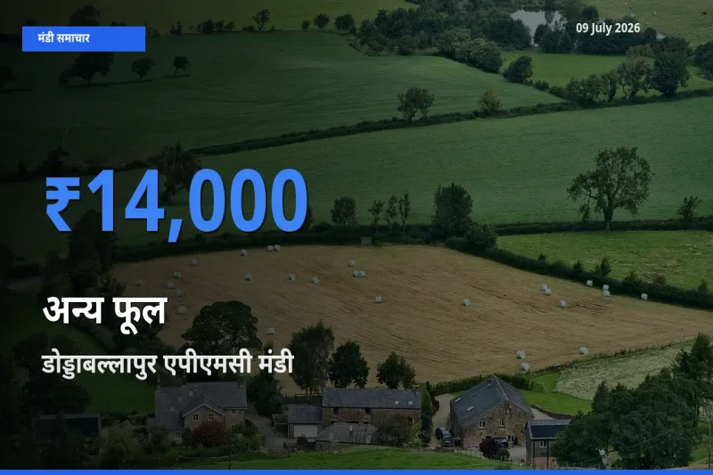 आज का मंडी भाव: अन्य फूल के सबसे ज़्यादा दाम डोड्डाबल्लापुर एपीएमसी में
