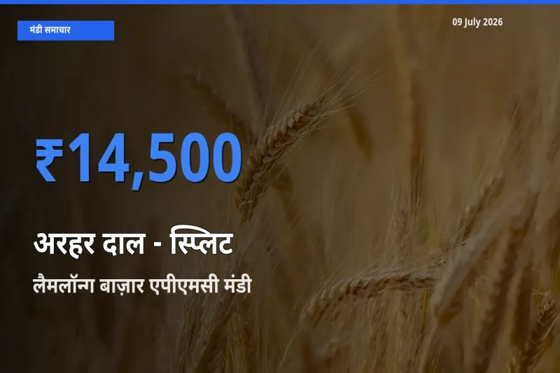 आज अरहर दाल - स्प्लिट के सबसे ऊँचे दाम ₹14,500 लैमलॉन्ग बाज़ार एपीएमसी मंडी में