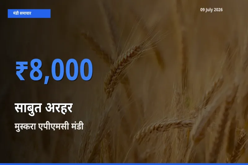 मुस्करा एपीएमसी मंडी में आज साबुत अरहर के सबसे ऊँचे दाम दर्ज