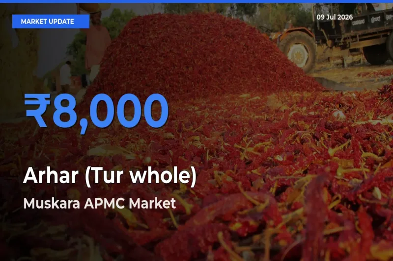 Arhar (Tur whole) Mandi Rate Today: Muskara APMC Tops the List