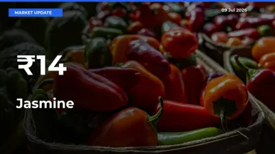 Jasmine Mandi Trend Today: Prices Shift Across Multiple Markets