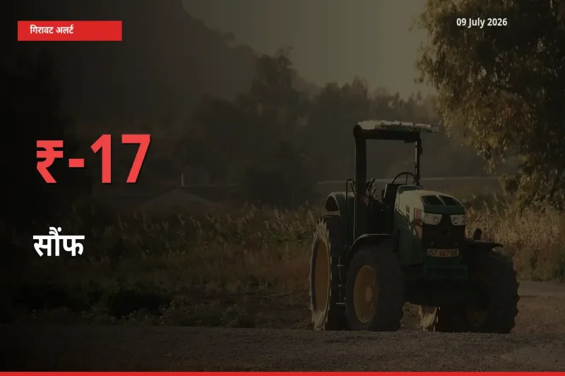 16.77% की गिरावट! मंडी में सौंफ के दाम अचानक टूटे