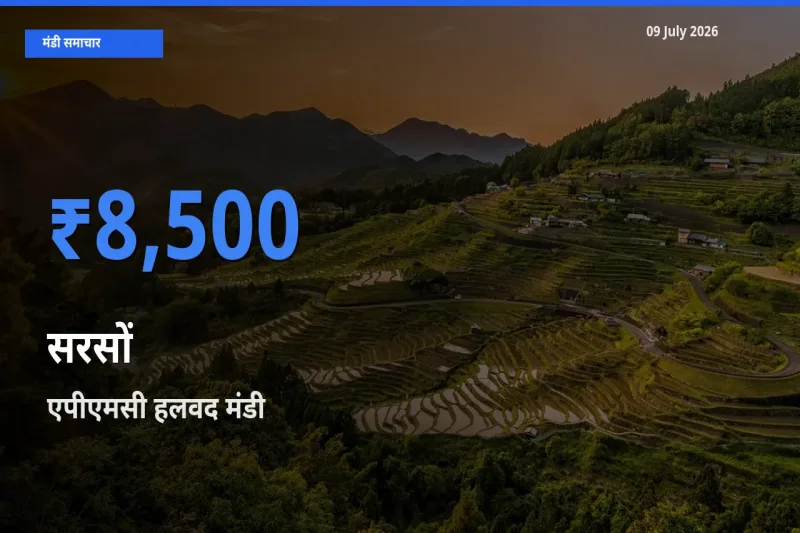 एपीएमसी हलवद मंडी में आज सरसों के सबसे ऊँचे दाम दर्ज