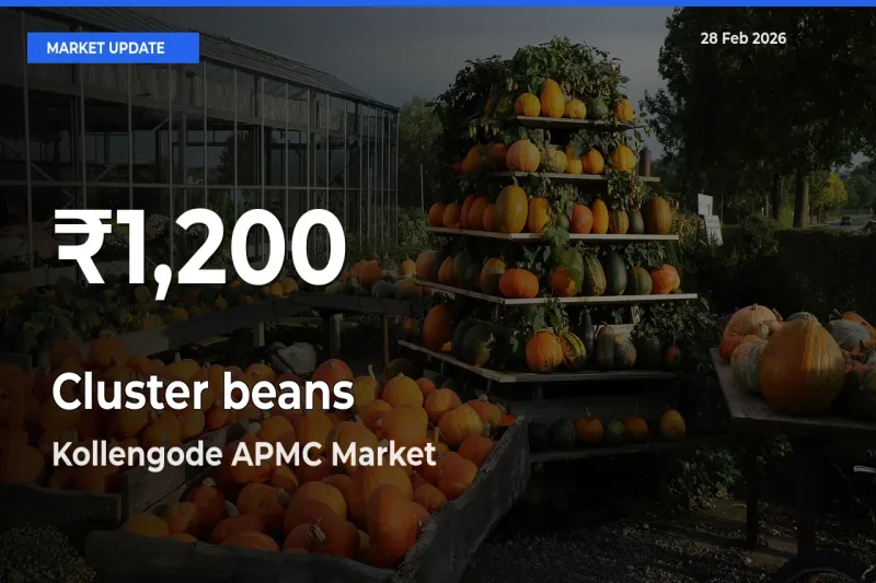 Why Cluster beans Prices Slumped in Kollengode APMC – 30-Day Low Today