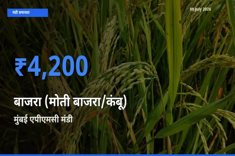 मुंबई एपीएमसी मंडी में बाजरा (मोती बाजरा/कंबू) ₹4,200 पर पहुँचा – आज का सर्वोच्च भाव