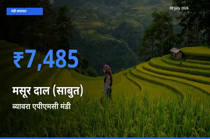 09 July अपडेट: मसूर दाल (साबुत) के सबसे ऊँचे दाम ब्यावरा एपीएमसी मंडी में