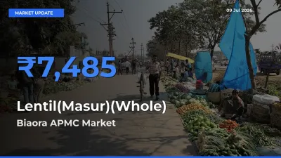 Biaora APMC Emerges as Top Mandi for Lentil(Masur)(Whole) Prices Today