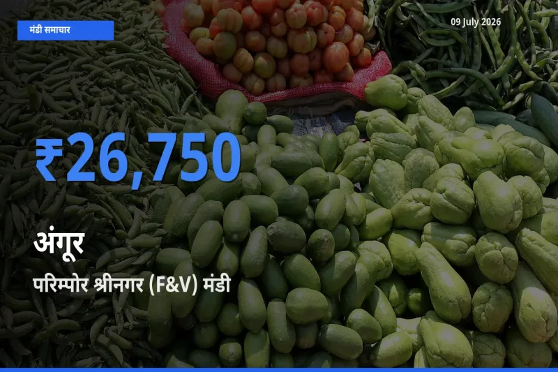 09 July अपडेट: अंगूर के सबसे ऊँचे दाम परिम्पोर श्रीनगर (F&V) मंडी में