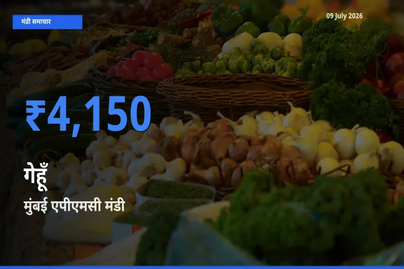आज गेहूँ के सबसे ज़्यादा दाम मुंबई एपीएमसी मंडी में दर्ज
