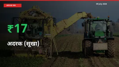 09 July अपडेट: अदरक (सूखा) के दाम मंडी में 17.14% उछले