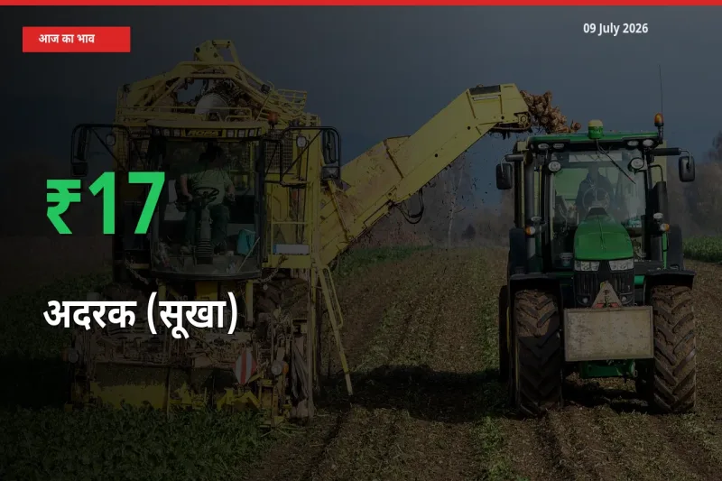 09 July अपडेट: अदरक (सूखा) के दाम मंडी में 17.14% उछले