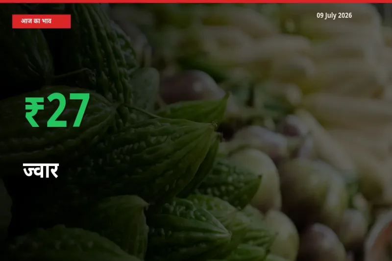 ज्वार 27.27% उछला, मंडी