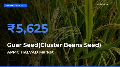 APMC HALVAD Emerges as Top Mandi for Guar Seed(Cluster Beans Seed) Prices Today