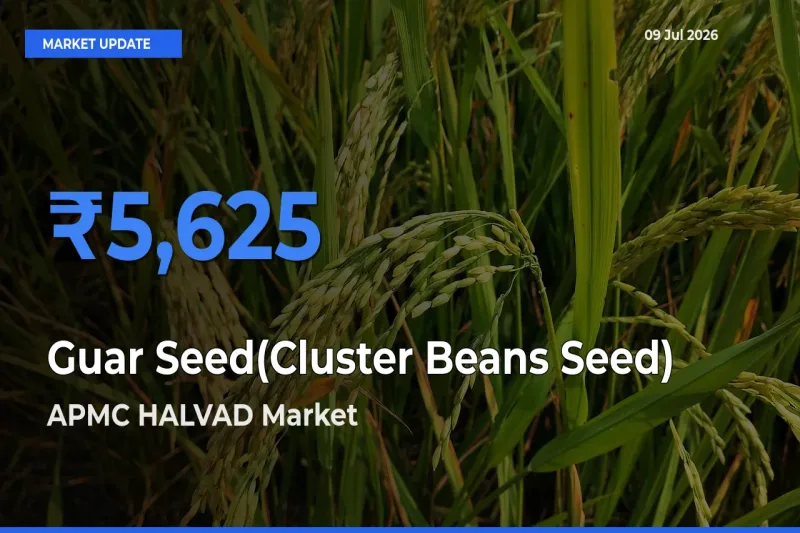 APMC HALVAD Emerges as Top Mandi for Guar Seed(Cluster Beans Seed) Prices Today