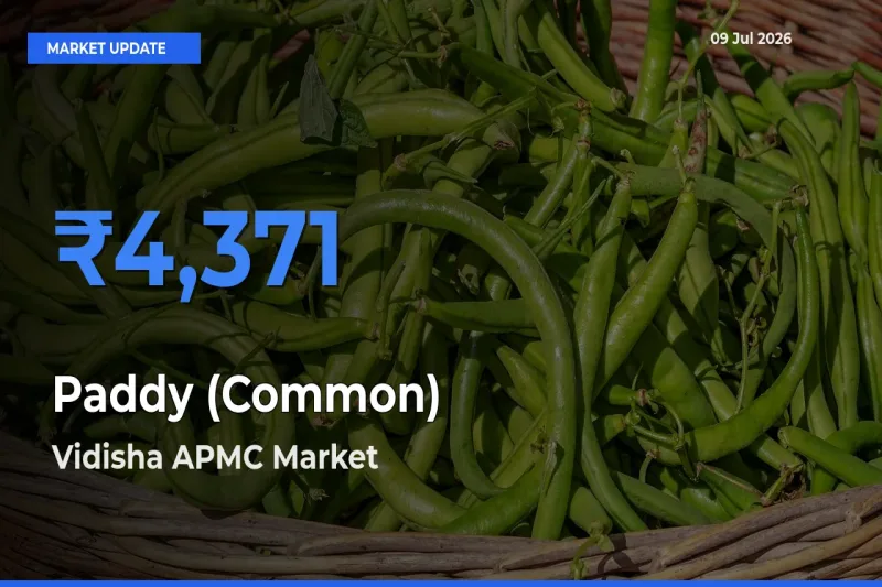 Farmers Prefer Vidisha APMC as Paddy (Common) Hits Highest Rate