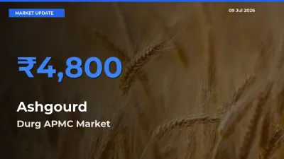 Top Performer! Durg APMC Offers Best Ashgourd Price Today