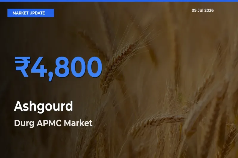 Top Performer! Durg APMC Offers Best Ashgourd Price Today