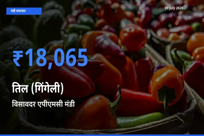 बाज़ार संकेत: विसावदर एपीएमसी बना तिल (गिंगेली) के लिए आज की टॉप मंडी