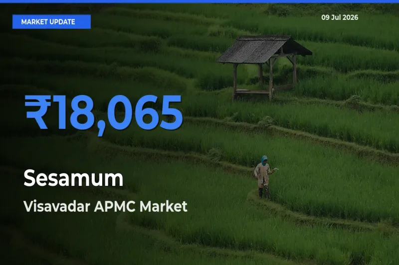 Market Watch: Visavadar APMC Becomes Top Mandi for Sesamum