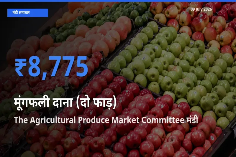 आज का मंडी भाव: मूंगफली दाना (दो फाड़) के सबसे ज़्यादा दाम The Agricultural Produce Market Committee में