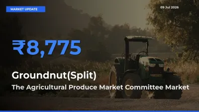 The Agricultural Produce Market Committee Records Highest ₹8,775 Rate for Groundnut(Split)