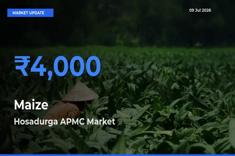 Hosadurga APMC Leads as Top Mandi for Maize Prices