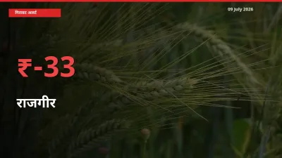 राजगीर 33.05% गिरा, मंडी