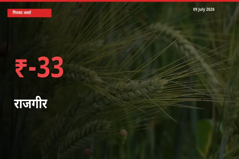 राजगीर 33.05% गिरा, मंडी
